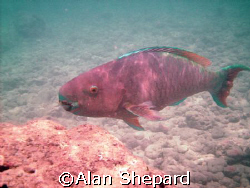 This parrot fish.  Real or claymation?  Taken at H-Bay, O... by Alan Shepard 
